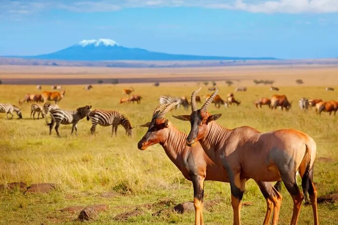 Private Safari Day-Tour in Amboseli National Park - Safari Tour Inclusions