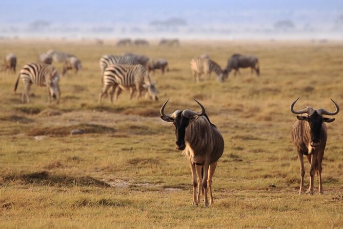 Private Safari Day-Tour in Amboseli National Park - Amboseli National Park Highlights