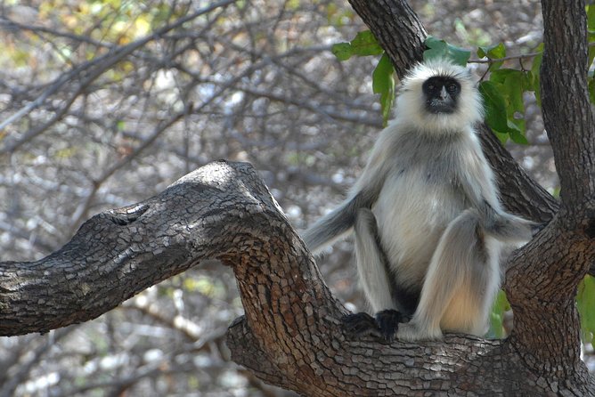Private Safari Excursion to Panna National Park From Khajuraho - Key Points
