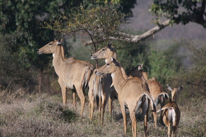 Private Safari Excursion to Panna National Park From Khajuraho - Highlights of Panna National Park