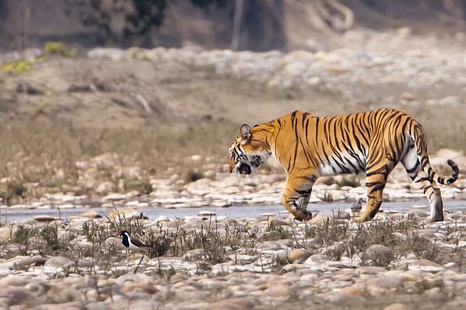 Private Safari Excursion to Panna National Park From Khajuraho - Pricing and Cancellation Policy