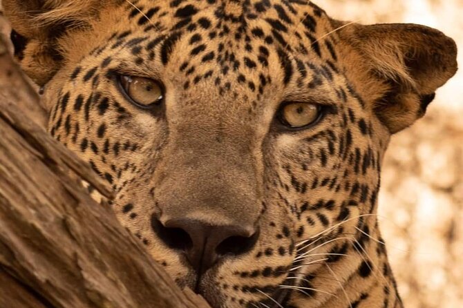 Private Safari in Yala National Park Morning or Evening - Key Points