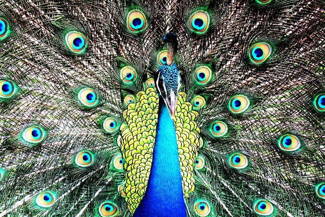 Private Safari in Yala National Park Morning or Evening - Pickup and Meeting Details