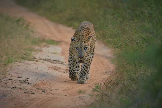 Private Safari in Yala National Park Morning or Evening - Booking Information