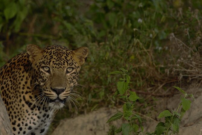 Private Safari in Yala National Park Morning or Evening - Yala National Park Highlights