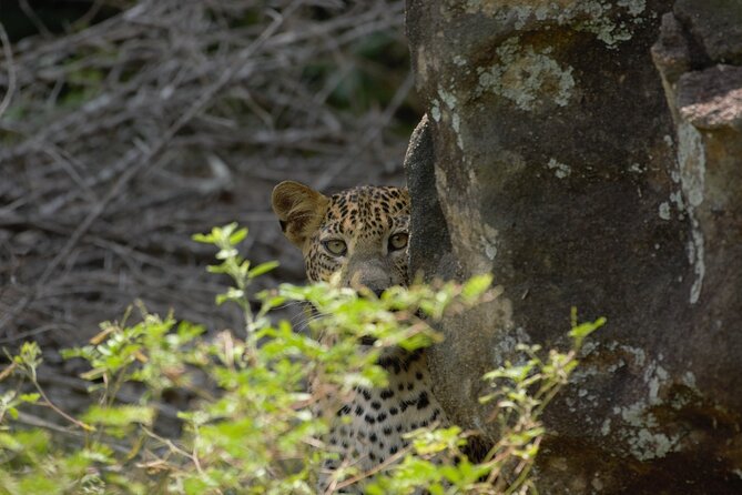 Private Safari in Yala National Park Morning or Evening - Safari Experience Details