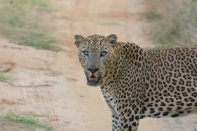 Private Safari in Yala National Park Morning or Evening - Reviews and Ratings