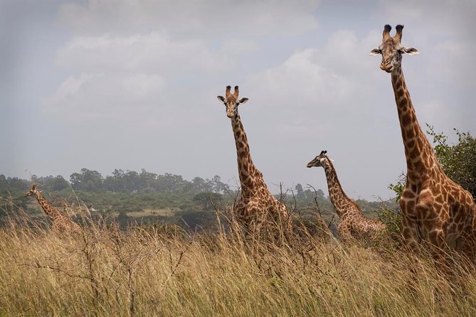 Private Safari Nairobi National Park in 4*4 Landcruiser - Transport and Tour