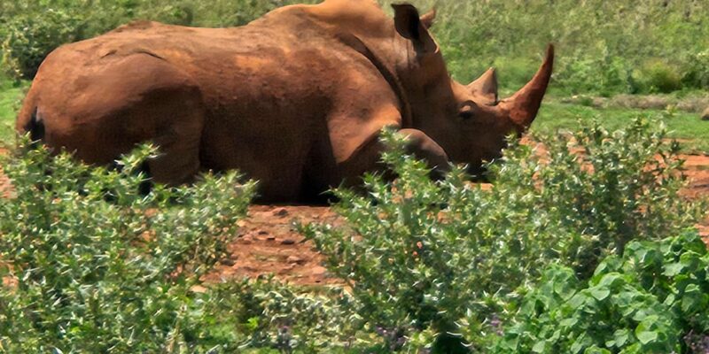 Private Safari Tour: Pilansberg National Park Big 5 - Booking and Cancellation