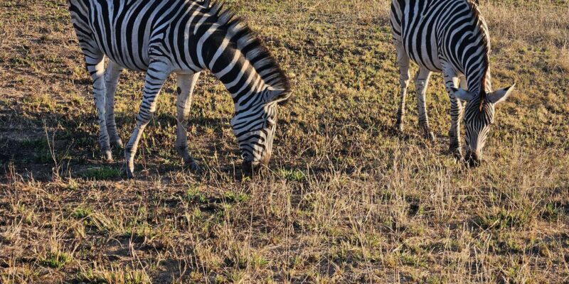 Private Safari Tour: Pilansberg National Park Big 5 - Included Amenities
