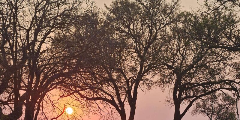 Private Safari Tour: Pilansberg National Park Big 5 - Customer Feedback