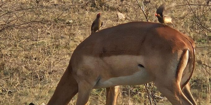 Private Safari Tour: Pilansberg National Park Big 5 - Personalized Itinerary
