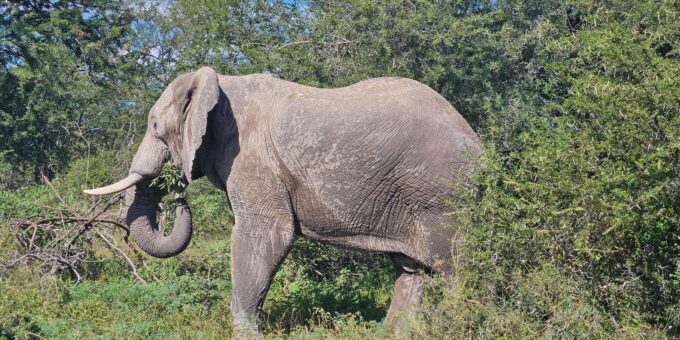 Private Safari Tour: Pilansberg National Park Big 5 - Frequently Asked Questions