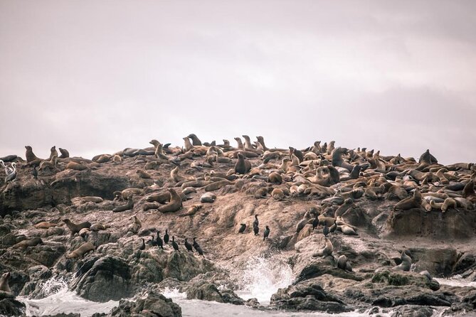 Private Sailing Tour of Bodega Bay - Pricing and Guarantees