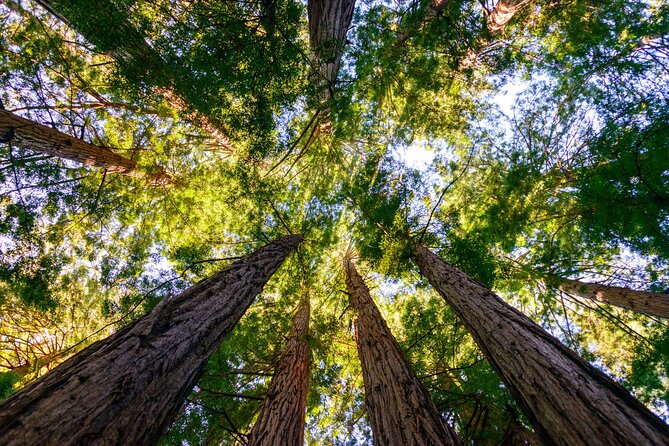 Private San Francisco City Tour and Muir Woods With Sausalito - Booking Details