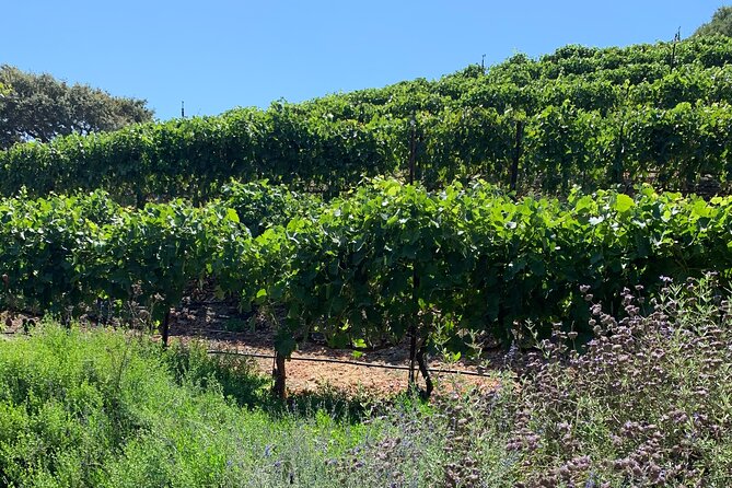 Private Santa Ynez Valley Wine Country Tour - Wine Country Exploration