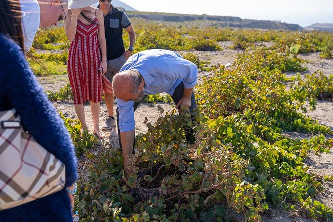 Private Santorini Wine Roads Tour With Tastings - Knowledgeable Guide