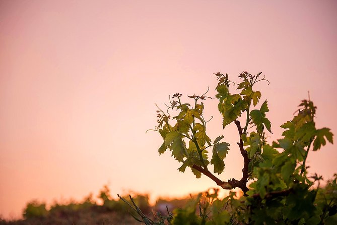 Private Santorini Wine Roads Tour With Tastings - Guest Feedback