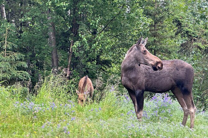 Private Scenic Turnagain Arm Glacier Tour from Anchorage - The Sum Up: Who Should Book This Tour?