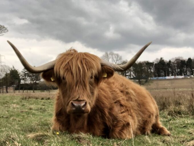 Private Scottish Central Highlands Countryside Tour - Pricing and Duration