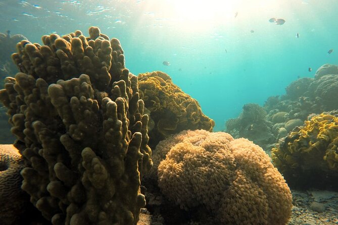 Private Scuba Diving Adventure in the Red Sea of Aqaba - Confirmation and Accessibility