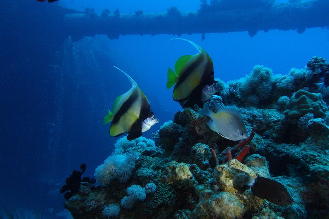 Private Scuba Diving Adventure in the Red Sea of Aqaba - Private Tour Details