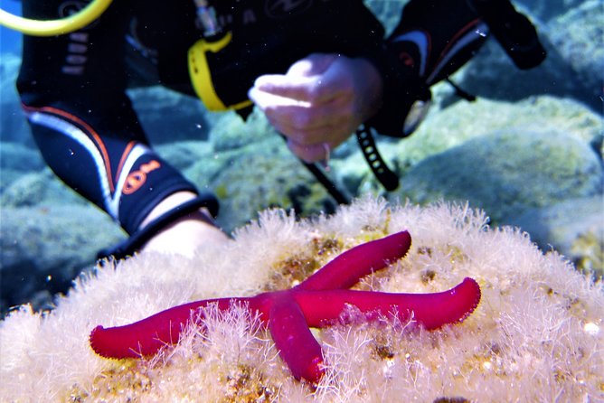 Private Scuba Diving Experience in Mandraki - Inclusions and Equipment