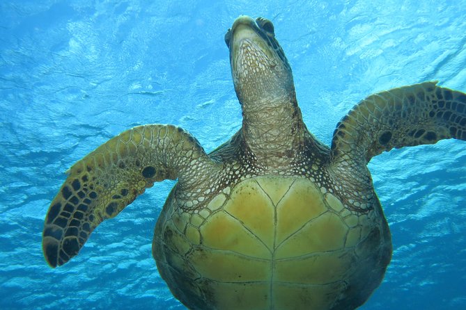 Private Scuba Diving in Kaanapali - Private Scuba Instructor Guidance