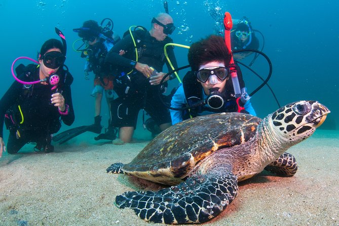 Private Scuba Diving Puerto Vallarta Undersea - Meeting Point and Schedule