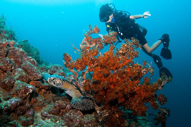 Private Scuba Diving Puerto Vallarta Undersea - Reviews and Experiences