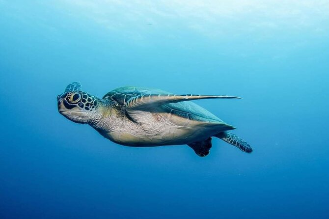 Private Scubadiving With Professional Instructor, Photos Included - Booking Confirmation and Cancellation