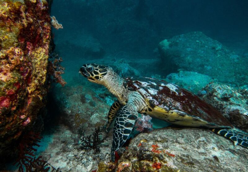 Private Sea-Nic, Sip N' Snorkel on a Semi-Submersive Craft - Inclusions