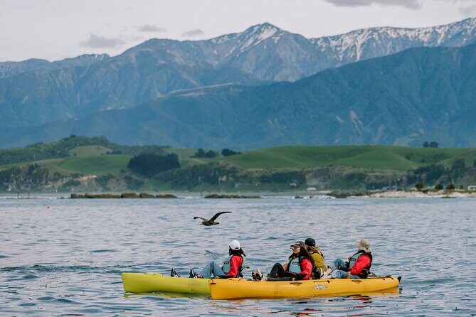 Private Seal Kayaking and Wildlife Tour in Kaikoura - A Close-Up Look at the Private Seal Kayaking and Wildlife Tour in Kaikoura