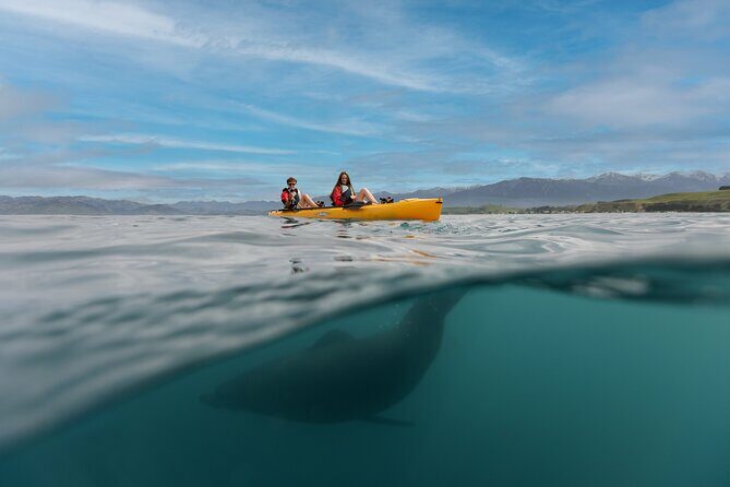 Private Seal Kayaking and Wildlife Tour in Kaikoura - Key Points