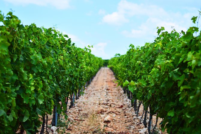 PRIVATE -Secrets of Dalmatian Karst & Wine Experience - Reviewing the Tour Experience