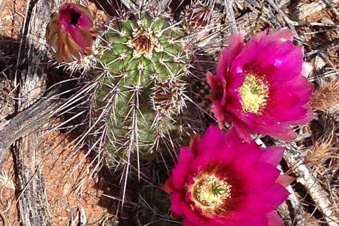 Private Sedona Scenic Full-Day in Luxury Car Tour - Iconic Locations
