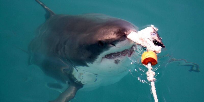 Private Shark Cage Diving - Activity Overview