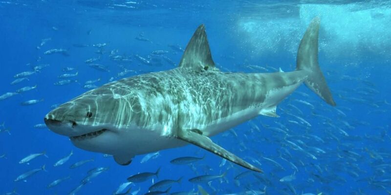 Private Shark Cage Diving - Main Shark Viewing Site