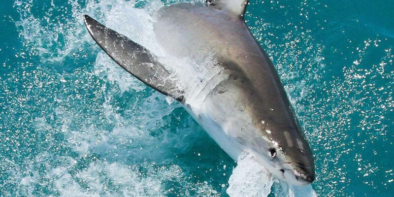 Private Shark Cage Diving - Notorious Shark Area