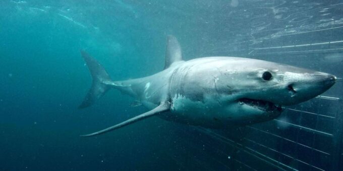 Private Shark Cage Diving - Inclusions and Amenities
