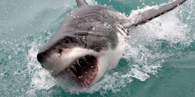 Private Shark Cage Diving - Booking and Availability