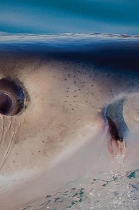 Private Shark Cage Diving - Safety and Precautions