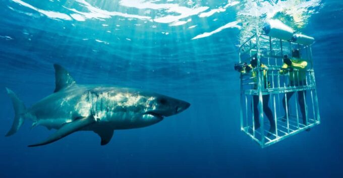 Private Shark Cage Diving - Frequently Asked Questions