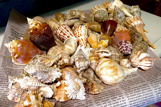 Private Shelling and Dolphin Excursion - Included Amenities and Accessibility