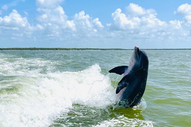 Private Shelling and Dolphin Excursion - Pickup and Drop-off Location