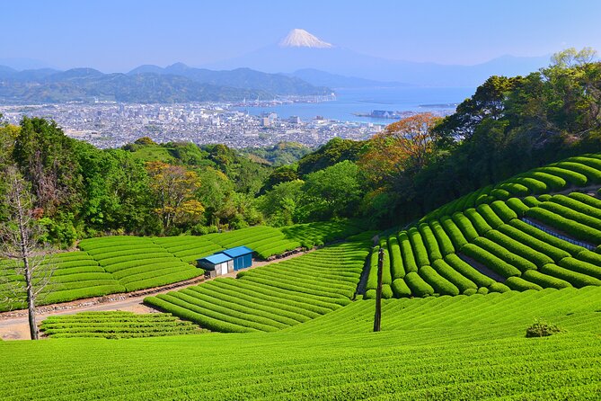 Private Shizuoka Tour From Shizuoka Station / Van Taxi - Key Points