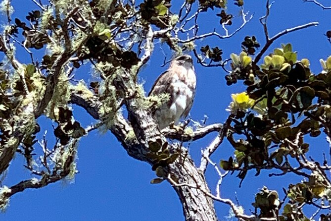 PRIVATE Shore Excursion - Best of Hilo and Hamakua Coast - Hamakua Coast Discoveries