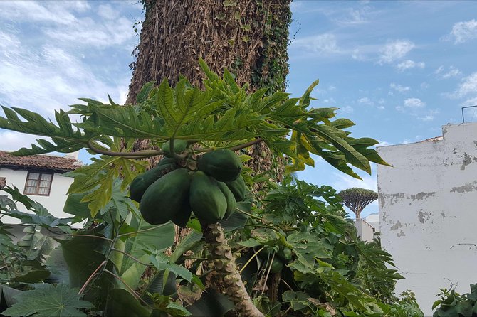 Private Shore Excursion in Tenerife From Your Cruise Ship - Primary Pickup Locations