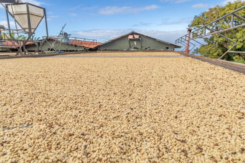 Private Shore Excursion Kona Coffee & National Historic Park - Key Points