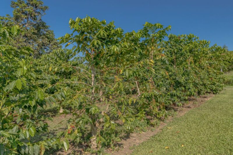 Private Shore Excursion Kona Coffee & National Historic Park - Experience and Amenities